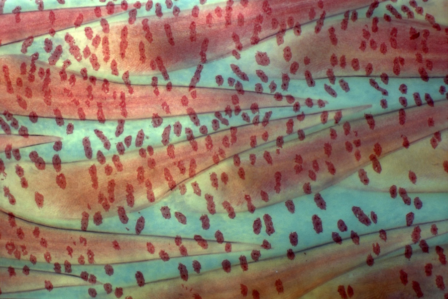 Taking second-place was Master’s student Emily Loose for her photo—another microscope-derived shot—showing a patch of cleared and stained scales sampled from a white marlin (Kajikia albida) caught during a fishing tournament in Ocean City, Maryland. 